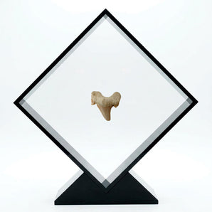 EXHIBIDOR DE ACRÍLICO NEGRO PARA PIEDRAS, MINERALES O MONEDAS